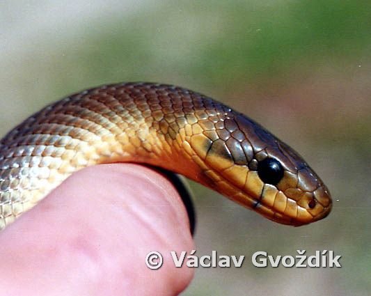 Aesculapian Snake