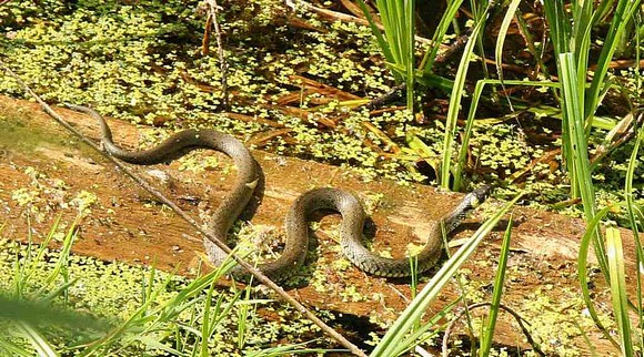 Grass Snake