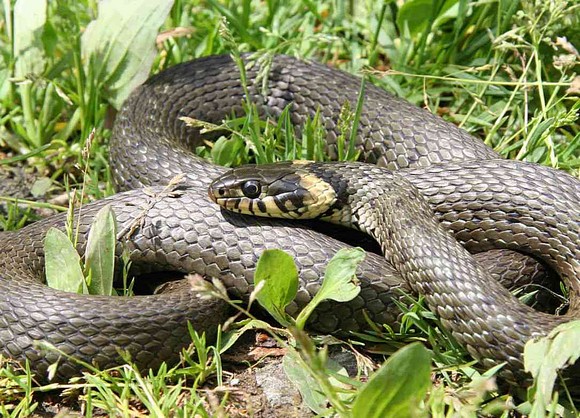 Grass Snake