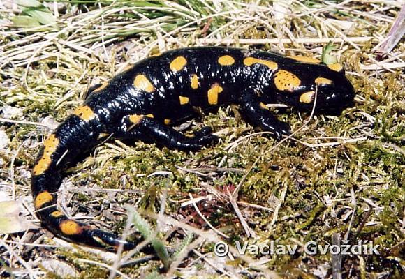 Fire Salamander