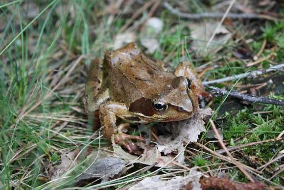 Skokan hnědý (Rana temporaria)