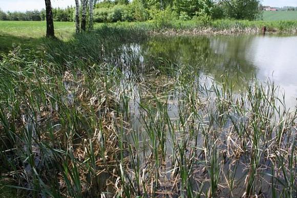 Pond near Hněvkovice