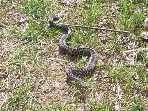 Adder
