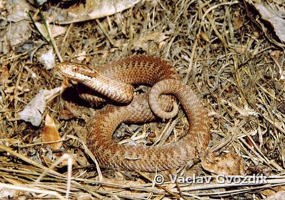 Adder