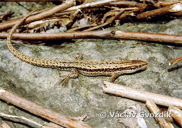 Viviparous Lizard