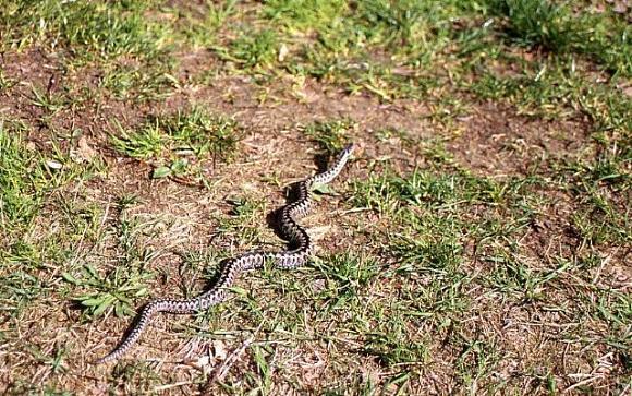 Adder