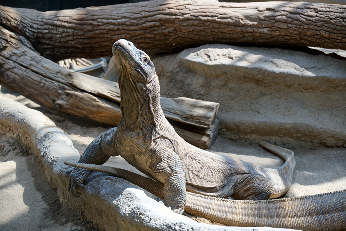In the Prague Zoo