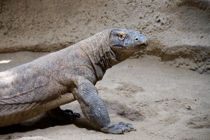 In the Prague Zoo