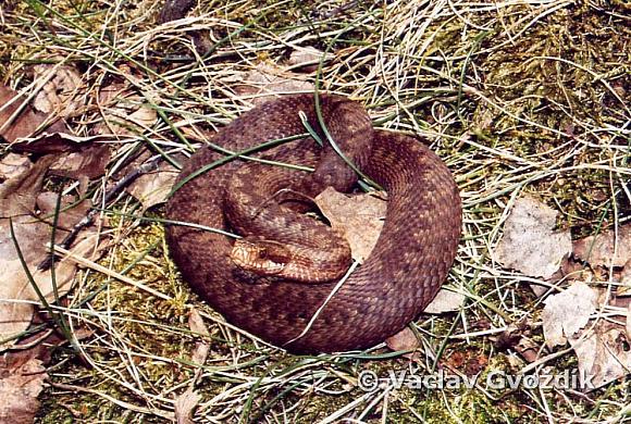 Adder
