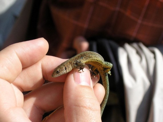 Viviparous Lizard