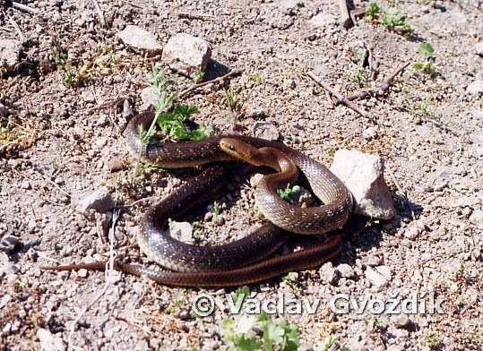 Aesculapian Snake