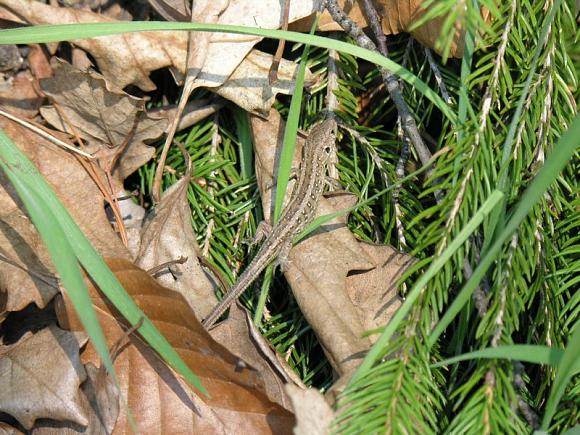 Sand Lizard