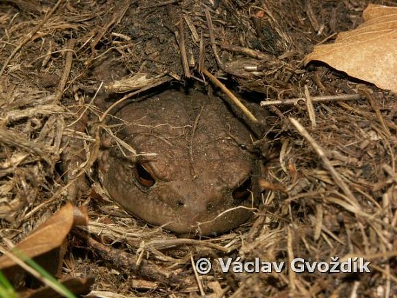 Common Toad