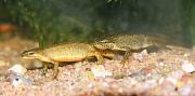 Carpathian Newt