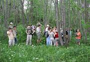 Alder Trees