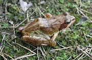 Skokan hnědý (Rana temporaria)