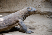 In the Prague Zoo