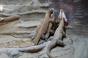 In the Prague Zoo