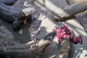 In the Prague Zoo